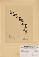 藏品(變葉山螞蝗)的圖片